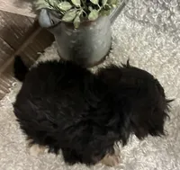 MAX, a male Morkie for sale in Sharon, KS – 5 of 7