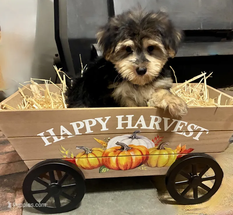 MAX – Morkie puppy for sale in Sharon, KS