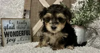 MAX, a male Morkie for sale in Sharon, KS – 4 of 7