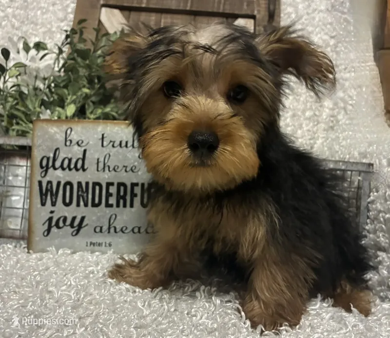 RUFUS – Yorkshire Terrier puppy for sale in Sharon, KS