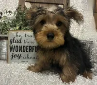 RUFUS, a male Yorkshire Terrier for sale in Sharon, KS – 1 of 10
