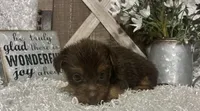 COCOA, a male Yorkshire Terrier for sale in Sharon, KS – 7 of 8
