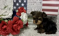 BOBBY, a male Yorkshire Terrier for sale in Sharon, KS – 3 of 8