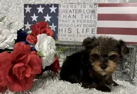 BOBBY, a male Yorkshire Terrier for sale in Sharon, KS – 4 of 8