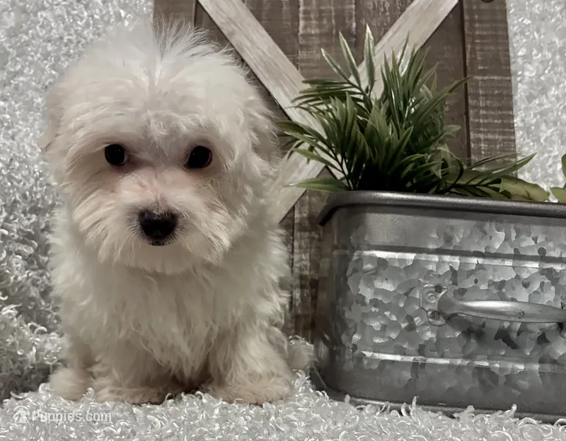 OLLIE – Maltese puppy for sale in Sharon, KS