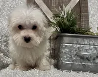OLLIE, a male Maltese for sale in Sharon, KS – 1 of 8