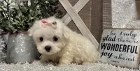 ANNA, a female Maltese for sale in Sharon, KS – 2 of 8
