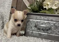 CHICO, a male Chihuahua for sale in Sharon, KS – 3 of 7