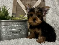 RUFUS, a male Yorkshire Terrier for sale in Sharon, KS – 5 of 8
