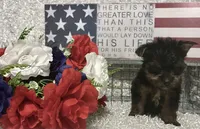 BRUTUS, a male Yorkshire Terrier for sale in Sharon, KS – 8 of 8