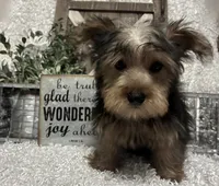 RUFUS, a male Yorkshire Terrier for sale in Sharon, KS – 2 of 10