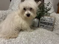 OLLIE, a male Maltese for sale in Sharon, KS – 2 of 8