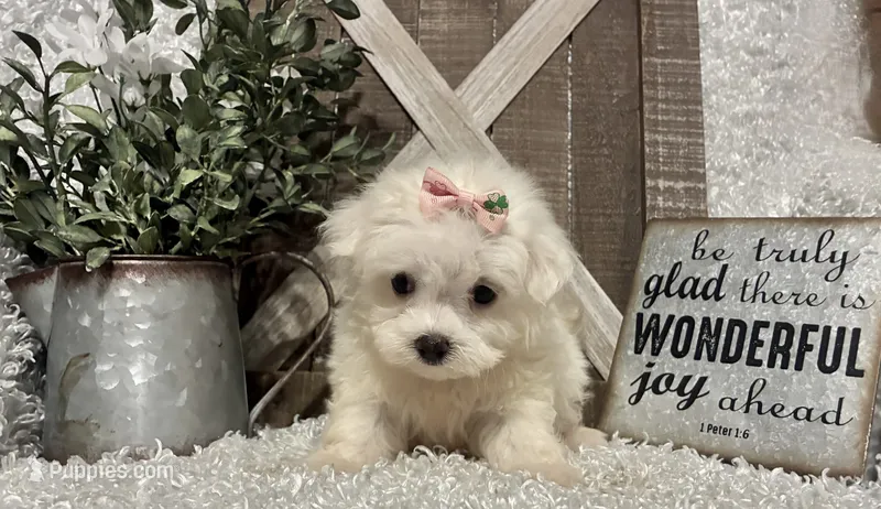 ANNA – Maltese puppy for sale in Sharon, KS