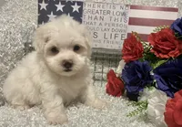 OLLIE, a male Maltese for sale in Sharon, KS – 2 of 8