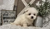 ANDY, a male Maltese for sale in Sharon, KS – 2 of 8