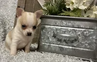 CHICO, a male Chihuahua for sale in Sharon, KS – 6 of 7