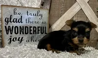 SOPHIE, a female Yorkshire Terrier for sale in Sharon, KS – 3 of 8