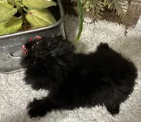 DOTTIE, a female Yorkipoo for sale in Sharon, KS – 6 of 8