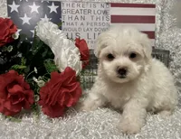 OLLIE, a male Maltese for sale in Sharon, KS – 4 of 8