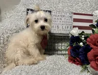 RALPHIE, a male Maltese for sale in Sharon, KS – 3 of 10