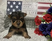 RUFUS, a male Yorkshire Terrier for sale in Sharon, KS – 1 of 10