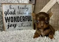 TINY TAMMY, a female Yorkshire Terrier for sale in Sharon, KS – 6 of 8