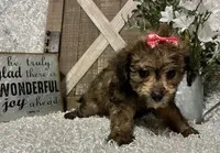 CANDY, a female Yorkipoo for sale in Sharon, KS – 9 of 9