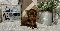 TINY TAMMY, a female Yorkshire Terrier for sale in Sharon, KS – 4 of 8