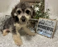 MILTON, a male Poodle - Toy  for sale in Sharon, KS – Photo 3 of 7