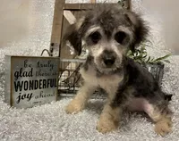 MILTON, a male Poodle - Toy  for sale in Sharon, KS – Photo 2 of 7