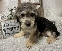 MILTON, a male Poodle - Toy  for sale in Sharon, KS – 8 of 10