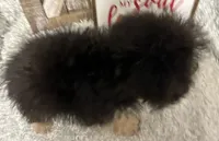 MILTON, a male Poodle - Toy  for sale in Sharon, KS – Photo 6 of 8