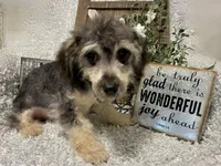 MILTON, a male Poodle - Toy  for sale in Sharon, KS – Photo 5 of 7