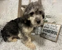 MILTON, a male Poodle - Toy  for sale in Sharon, KS – 10 of 10