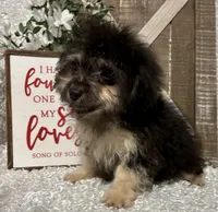 MILTON, a male Poodle - Toy  for sale in Sharon, KS – Photo 4 of 8