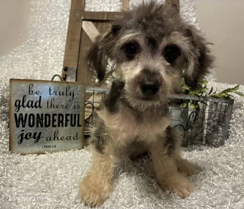 MILTON – Poodle - Toy  puppy for sale in Sharon, KS