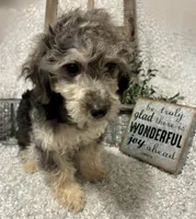 MILTON, a male Poodle - Toy  for sale in Sharon, KS – 6 of 10