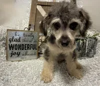 MILTON, a male Poodle - Toy  for sale in Sharon, KS – Photo 6 of 7