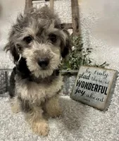 MILTON, a male Poodle - Toy  for sale in Sharon, KS – 9 of 10