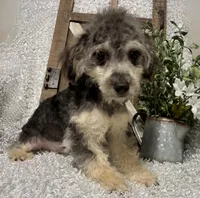MILTON, a male Poodle - Toy  for sale in Sharon, KS – 3 of 10