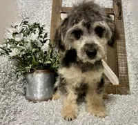 MILTON, a male Poodle - Toy  for sale in Sharon, KS – 4 of 10