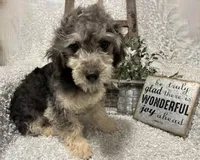 MILTON, a male Poodle - Toy  for sale in Sharon, KS – 7 of 10