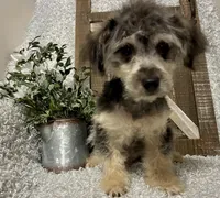 MILTON, a male Poodle - Toy  for sale in Sharon, KS – 1 of 10
