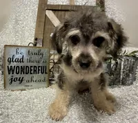 MILTON, a male Poodle - Toy  for sale in Sharon, KS – Photo 4 of 7