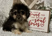 MILTON, a male Poodle - Toy  for sale in Sharon, KS – Photo 5 of 8