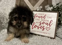 MILTON, a male Poodle - Toy  for sale in Sharon, KS – Photo 7 of 8