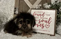 MILTON, a male Poodle - Toy  for sale in Sharon, KS – Photo 2 of 8