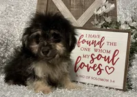 MILTON, a male Poodle - Toy  for sale in Sharon, KS – Photo 8 of 8