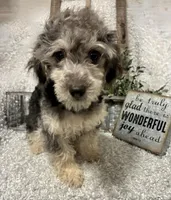 MILTON, a male Poodle - Toy  for sale in Sharon, KS – 5 of 10