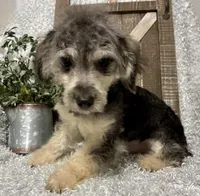 MILTON, a male Poodle - Toy  for sale in Sharon, KS – 2 of 10